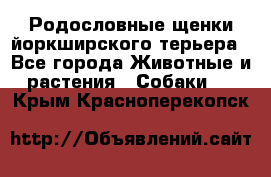 Родословные щенки йоркширского терьера - Все города Животные и растения » Собаки   . Крым,Красноперекопск